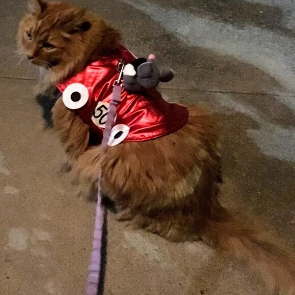 Halloween Pet Costume Fast & Curious - Picture 2 of 6